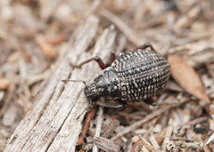 Catasarcus transversalis