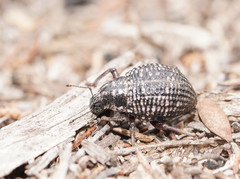 Catasarcus transversalis