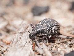 Catasarcus transversalis