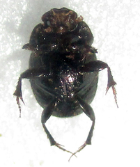 Onthophagus suffusus