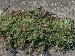 Achillea millefolium