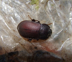Mimopeus opaculus