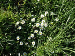 Bellis perennis