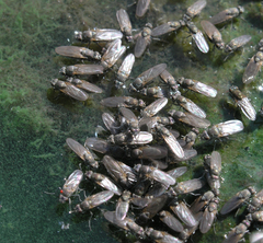 Ephydra glauca