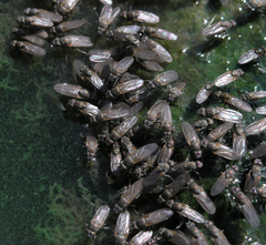 Ephydra glauca