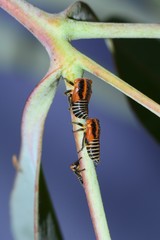 Eurymeloides marmorata