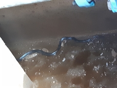 Amblyodipsas concolor