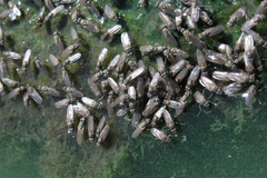 Ephydra glauca