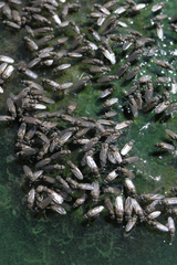 Ephydra glauca