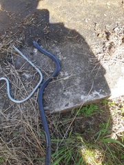 Amblyodipsas concolor