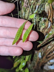 Microgramma piloselloides