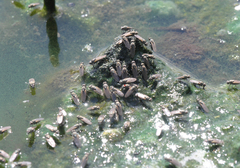 Ephydra glauca