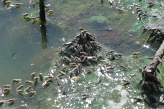Ephydra glauca