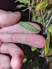 Microgramma piloselloides