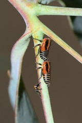 Eurymeloides marmorata