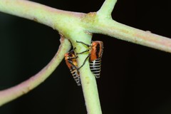 Eurymeloides marmorata