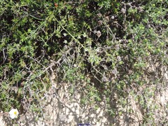 Thesium divaricatum