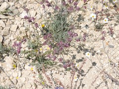 Matthiola fruticulosa