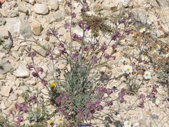 Matthiola fruticulosa