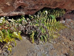 Asplenium onopteris