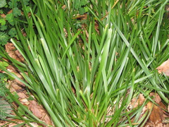 Poa remota