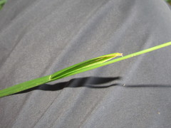 Poa remota