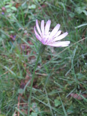Scorzonera rosea