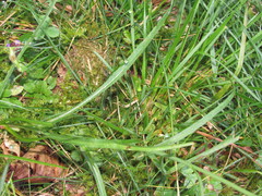 Scorzonera rosea