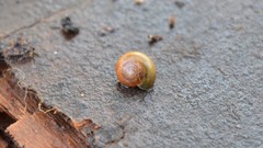 Aegopinella nitidula