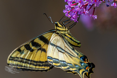 Papilio rutulus