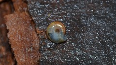 Aegopinella nitidula