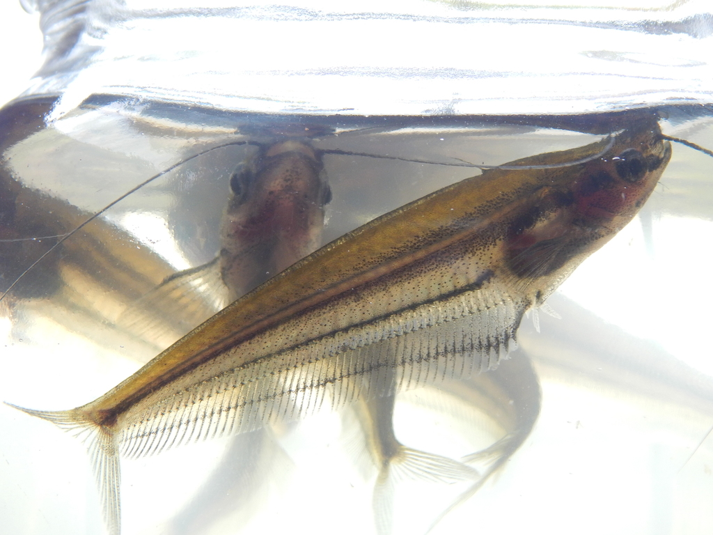 Striped glass catfish (Fishes of North Selangor Peat Swamp Forest