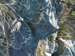 Aloiampelos commixta