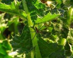 Pisaura mirabilis