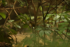 Bleda notatus