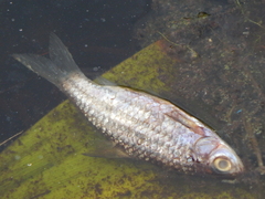 Desmopuntius gemellus