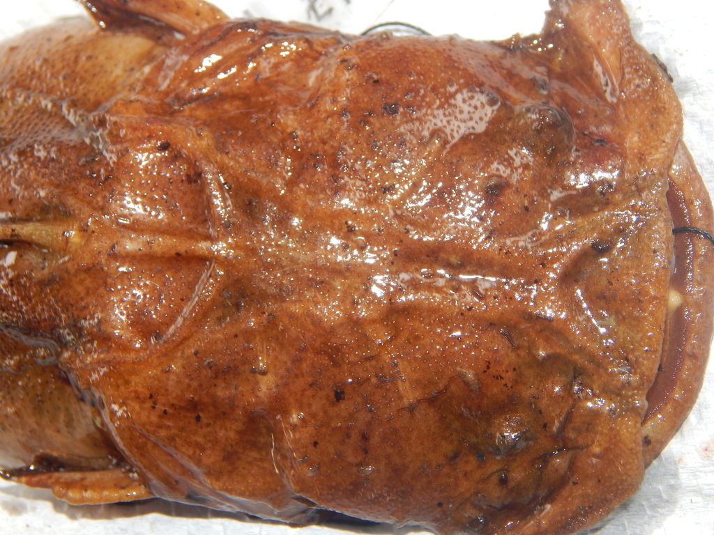 Angler Catfish (Chaca bankanensis)