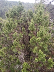 Juniperus phoenicea