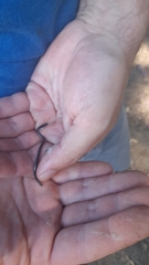 Leptotyphlops scutifrons