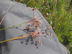 Luzula luzuloides rubella