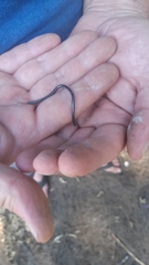 Leptotyphlops scutifrons