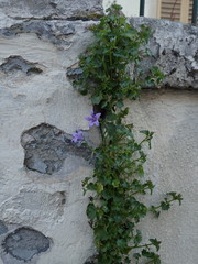 Campanula portenschlagiana