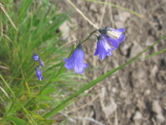 Campanula serrata