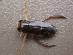 Corixa punctata