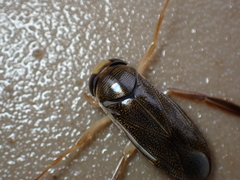Corixa punctata