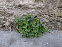 Campanula portenschlagiana