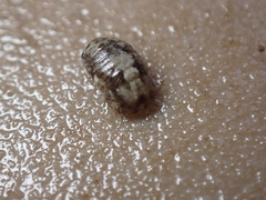 Lekanesphaera hookeri