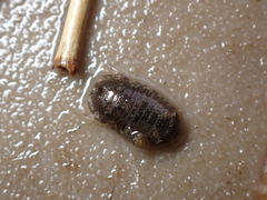 Lekanesphaera hookeri