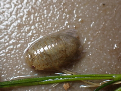 Lekanesphaera hookeri