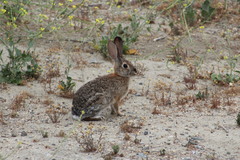 Sylvilagus audubonii